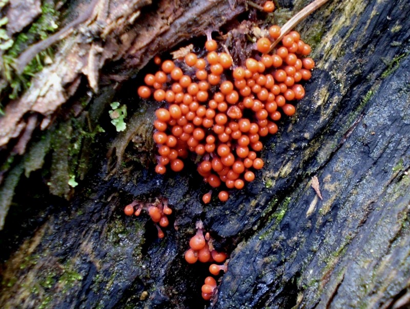 Che funghi sono? - Trichia decipiens